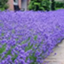 'Vegan' Lavender Acne -Fighting Cleanser - Natural Face Wash | ELIZABETH AMBEK.